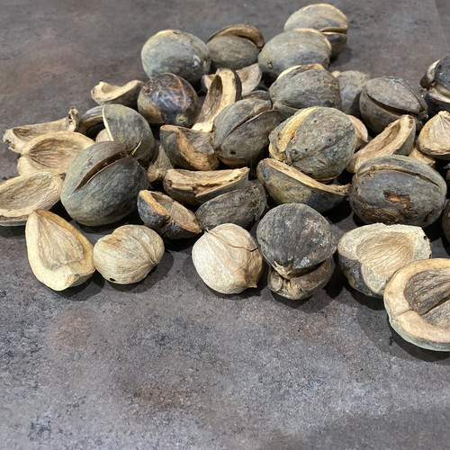 1 Lb. Shagbark Hickory Nuts Picked 2024 For Taxidermy Decor Nuts And Shells - Picture 3 of 8