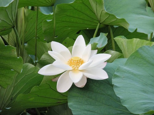 Fresh Lotus Sacred Nelumbo Nucifera Seeds White x 20 - Picture 6 of 8
