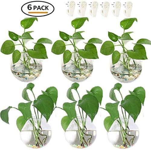 Pack of 6 Glass Planters Wall Hanging Planters round Glass Plant Pots Hanging Ai - Picture 6 of 7