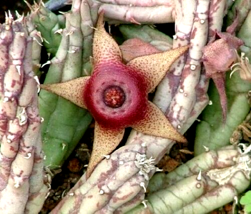 1 Talea senza Radici Huernia tanganyikensis, Fiore in foto WEB, Pianta Grassa - Foto 1 di 1