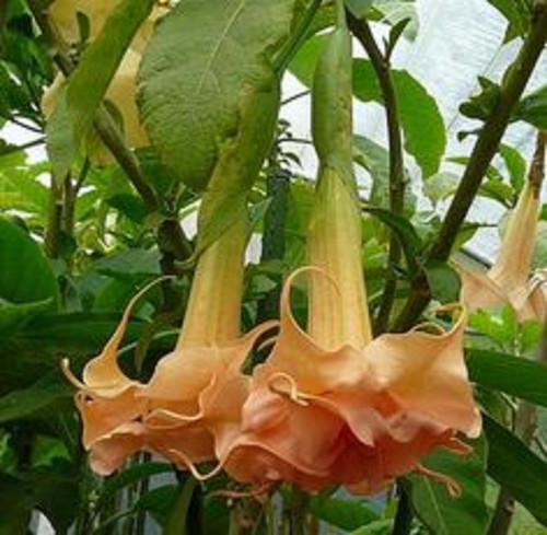10 Angels Honeymoon Rose Angel Trumpet Seeds Flowers Seed Brugmansia Datura 624 - Picture 22 of 24