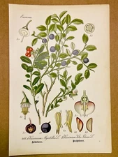 1886 ANTIQUE PICTURES LITHOGRAPH ART PRINT BOTANY FLOWER FLORA NATURE DECO PO...