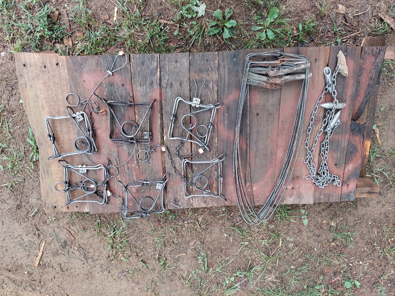 muskrat traps and stretchers eBay