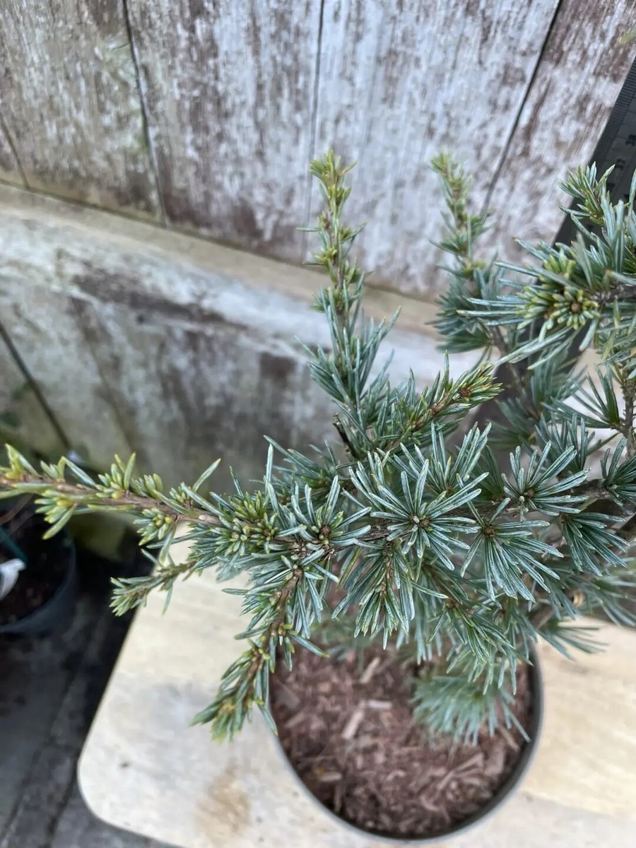 cedrus 切り落とし atlantica アトラスシーダー horstmann 針葉樹