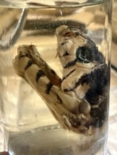 Forest Cobra Naja Melanoleuca Head Wet Specim...