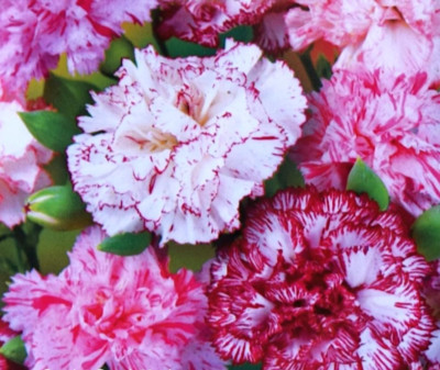 Semi Di Ipomea Grandiflora Campanella Blu: 200 Semi Per Pergole E Gazebo Da Sogno!