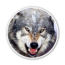 Wolf Car Vinyl Sticker - SELECT SIZE
