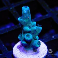 Oregon Tort Acropora - Live Coral Frag