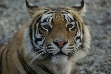 Bengal Tiger Taxidermy Reference Photo Cd