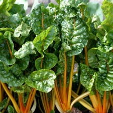 Orange Swiss Chard Seeds, NON-GMO, Colorful Salad, FREE SHIPPING