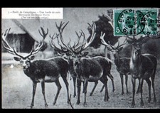 COMPIEGNE FORET (60) LAUFJAGD / HARDE Hirsche...