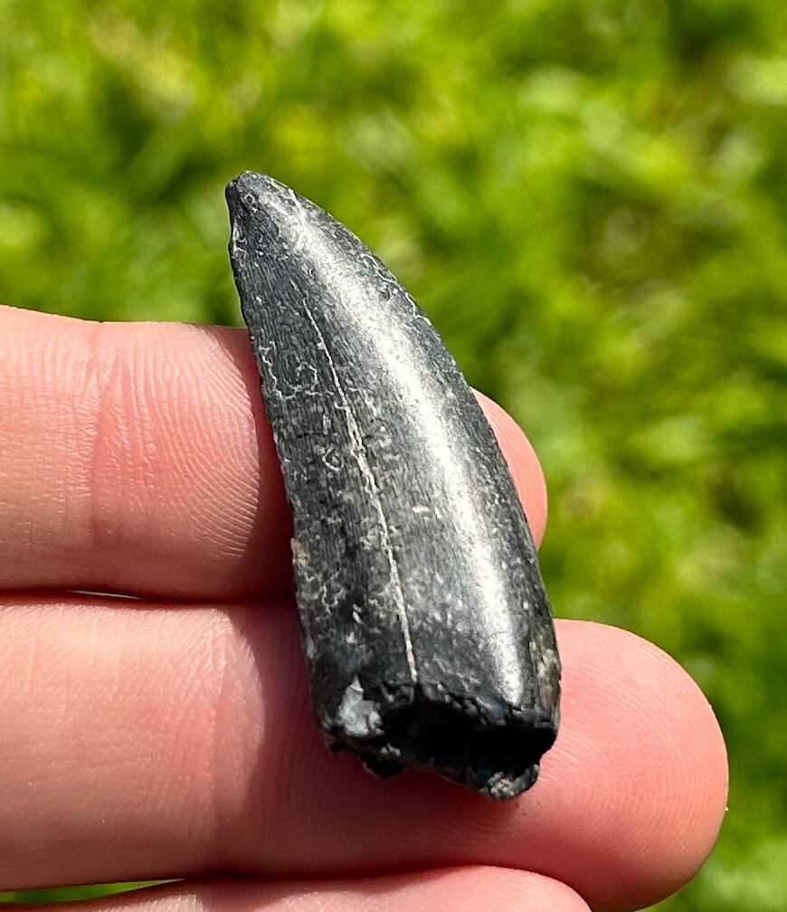 Kryptops Dinosaur Tooth Fossil 1.5