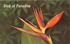 Postcard Bird Of Paradise Posted 1967