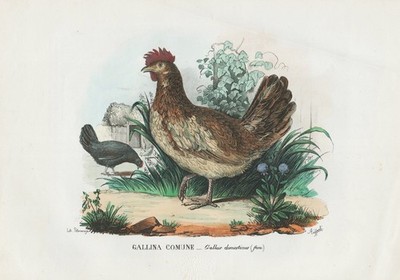 Gallus Domesticus Chicken Lithograph Litho Boschi 1863-79