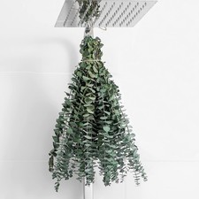 12 Pcs Eucalyptus for Shower Hanging 17" Real Stems 12 Pcs, Green