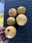 Psidium Guajava "Gushiken Sweet" — photo 4