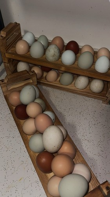 #ad #ad 12 Assorted Hatching Eggs EASTER EGGER BCM LAVENDER ORPINGTON ETC. $18.00