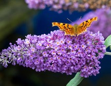 Buddleja Davidii (purple Emperor) 3 Litre Pot - Established Plant Shrub UK