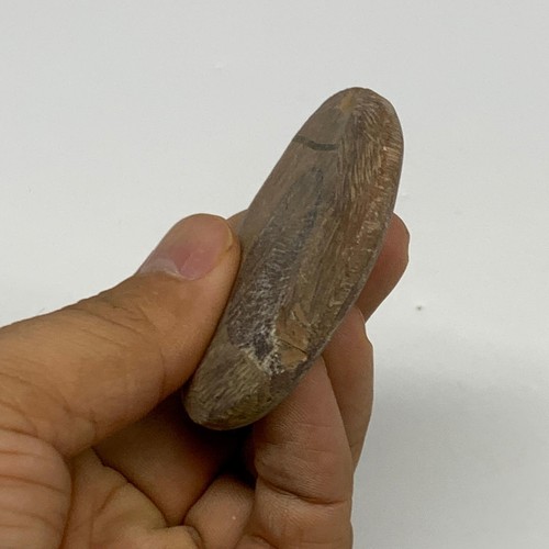 37.3g, 2.2"x2.1"x0.3", Goniatite (Button) Ammonite Polished Fossils , B30128 - Picture 8 of 13