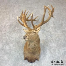 #22770 WC | South Pacific Red Deer Stag Taxidermy Shoulder Mount For Sale