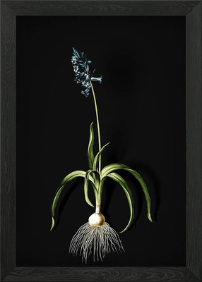 Common Bluebell Framed Wall Art Poster Canvas Print Picture