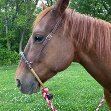 40Plait Braided Bosal, Natural & Black Rawhide Bosal, 11-inch High Quality Bosal