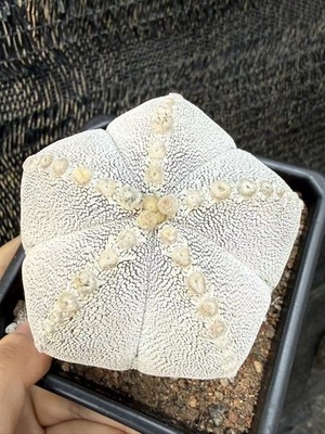 RareSucculent Plant Astrophytum myriostigma 'Onzuka'  SelfRooted WYSIWYG 8.7CM
