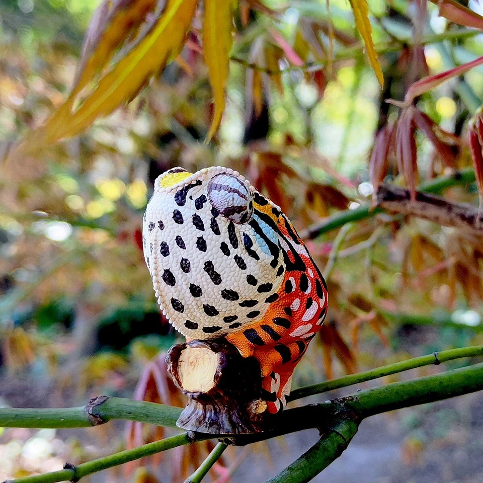【En Stock】Animal Cuerpo Celestial Furcifer lateralis Alfombra Camaleón Estatua Foto 2 de 4