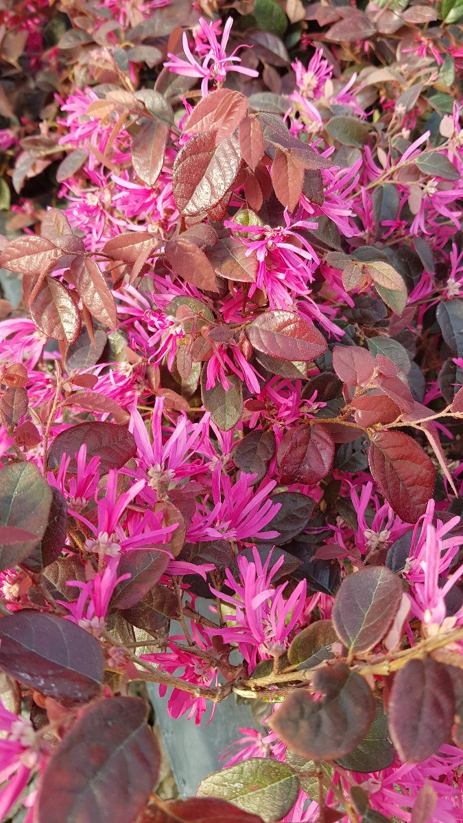 Loropetalum Fire dance arbuste pourpre de terrasse en pot de 10L