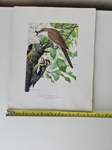 Lithographic Prints, Louis Agassiz Fuertes - Picture 22 of 23