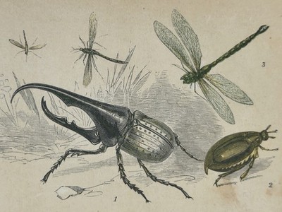 1853 Antique Hand Colored Insect Print - Bicknell Beetle Dragonfly Gnat