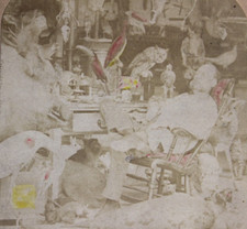 Taxidermy Tinted Stereoview Taxidermist After Dinner Dream James Hurst 1870
