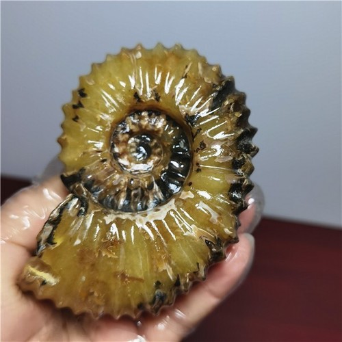 390g Ammonite specimens of natural conch from "goat's horn" of Madagascar A09 - Picture 12 of 14