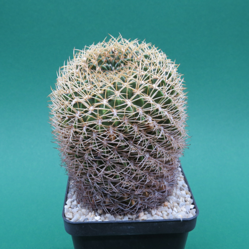 Lobivia cinnabarina HJW 156, 10,0 cm stara roślina, kaktusy (6651) - Zdjęcie 1 z 2