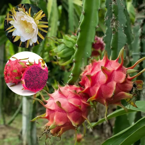 Selenicereus costaricensis Red Flesh Dragon Fruit, Red Pitaya - 10 to 100