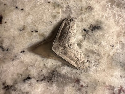 Rare Shark Tooth No Repairs MASSIVE BULL