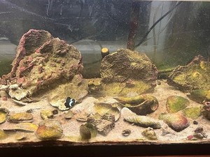 80 Gal. Marine (Salt water) Aquarium fish tank with everything.
