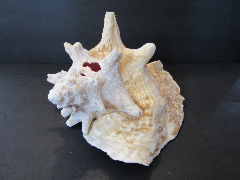 Vintage Natural Conch Beach Shell Large 9” Nautical Beach Decor