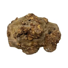 Beautiful Chechen Burl Cap 13" x 9" x 5", 11 lbs #505