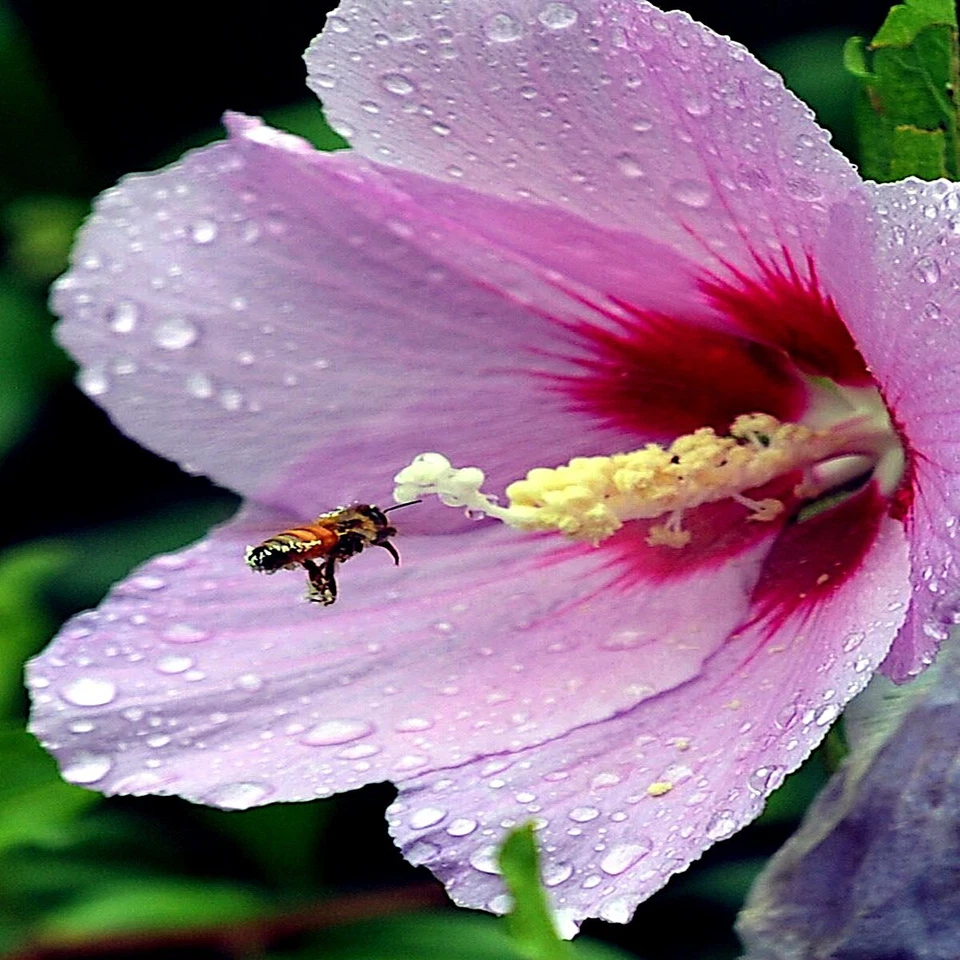20 semillas de rosa malva pantano rosa "FLOR GRANDE" planta de jardín rápido de hibisco resistente Foto 4 de 4