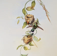 John Gould BRAZILIAN EMERALD Hummingbirds Vintage Bird Art Print Bookplate 355