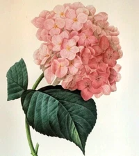 Pierre Joseph Redoute Flower Hortensia Botanical Art Book Plate 56