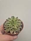 Picture 3 of 4