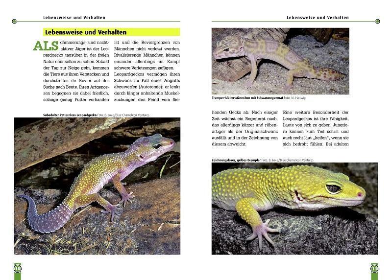 Thumbnail - Der Leopardgecko - Eublepharis Macularius Melanie Hartwig Taschenbuch