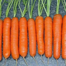 700 LITTLE FINGER CARROT SEEDS FRESH HARVEST FOR GARDENS