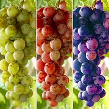 Grape Vine Vitis Deciduous Climbing Live Fruit Plant Hardy Outdoor