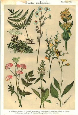 Botanique gravure plantes médicinales de France petit Houx 1928 recto verso
