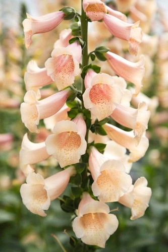 Digitalis Dottie Mix pianta di Digitale - Imagen 2 de 10