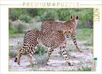 Calvendo Puzzle Cheetah Duo | 1000 Pieces, Finished Size 25.2 × 18.9 In (64 × 48