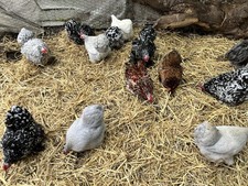 Pekin Bantam Mixed Flock (9)
